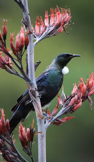 tui2